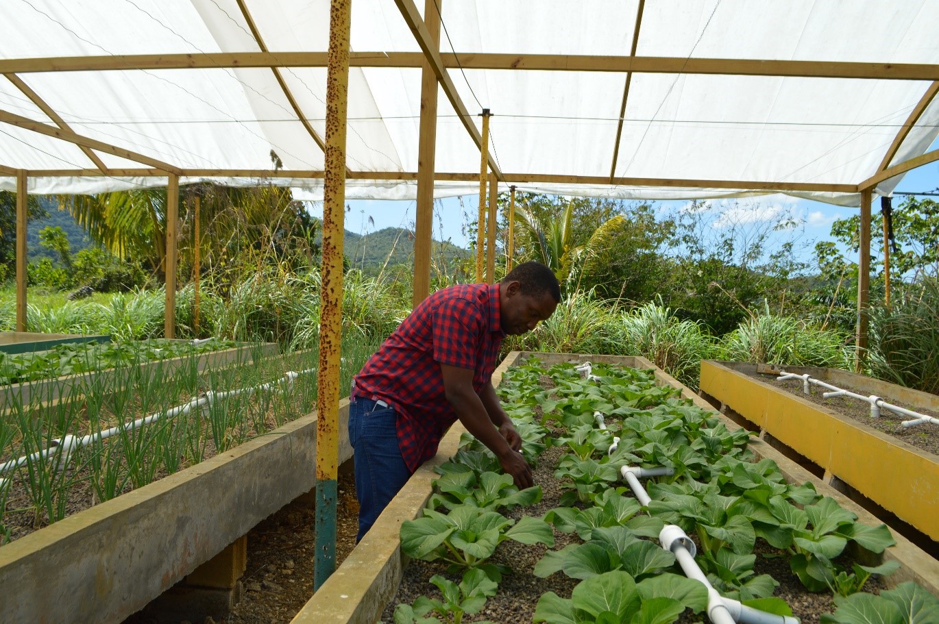 Man in red plaid shirt in aquaponics greenhouse checking crops