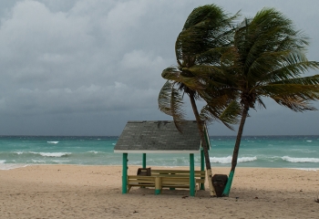 Two tress on a beach blowing in the wind, with an empty bench, under overcast skies