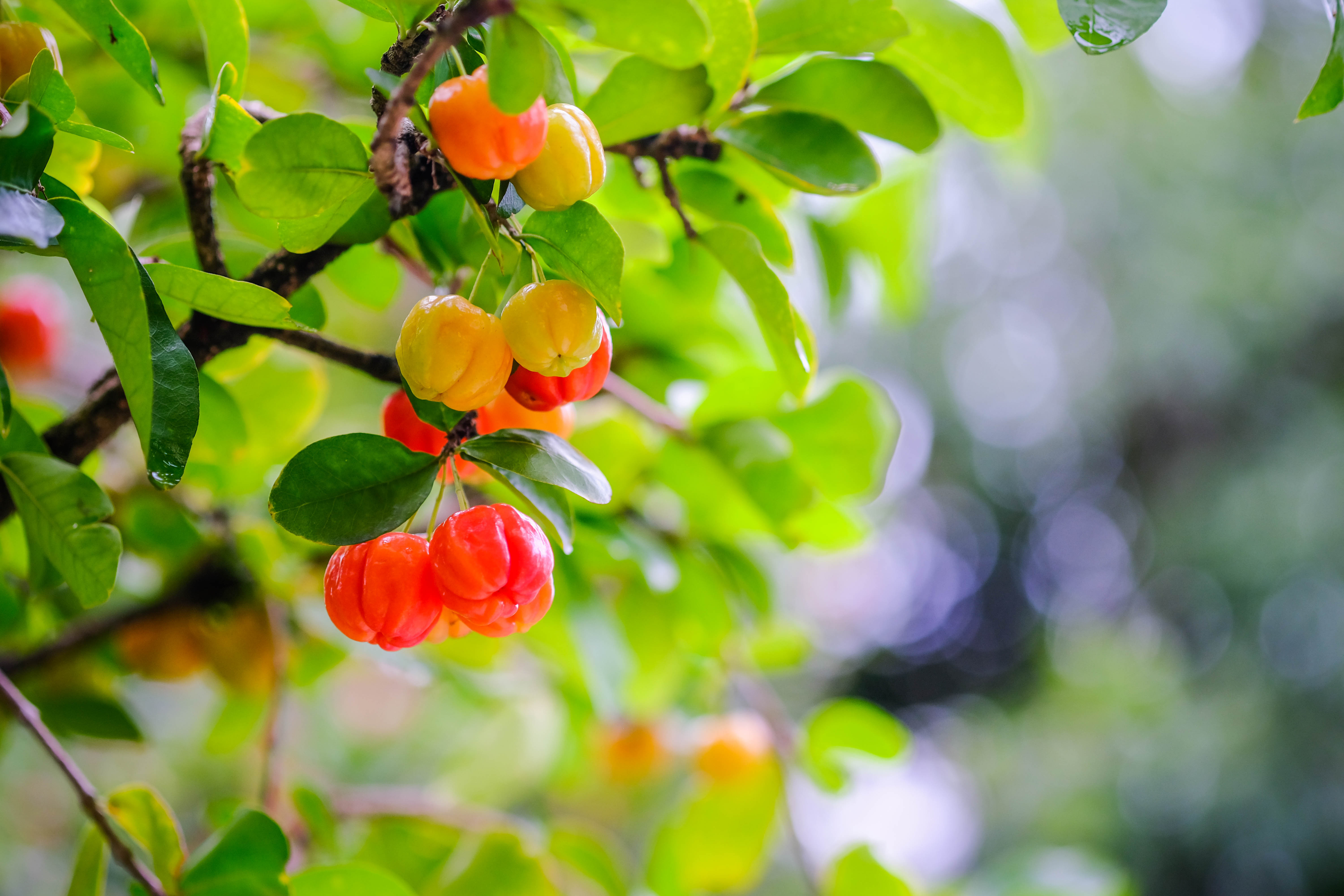 Agriculture Cherry