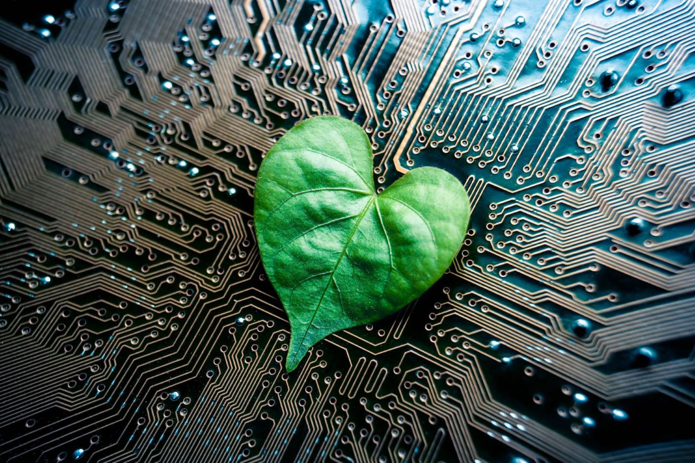 leaf in midst of circut board