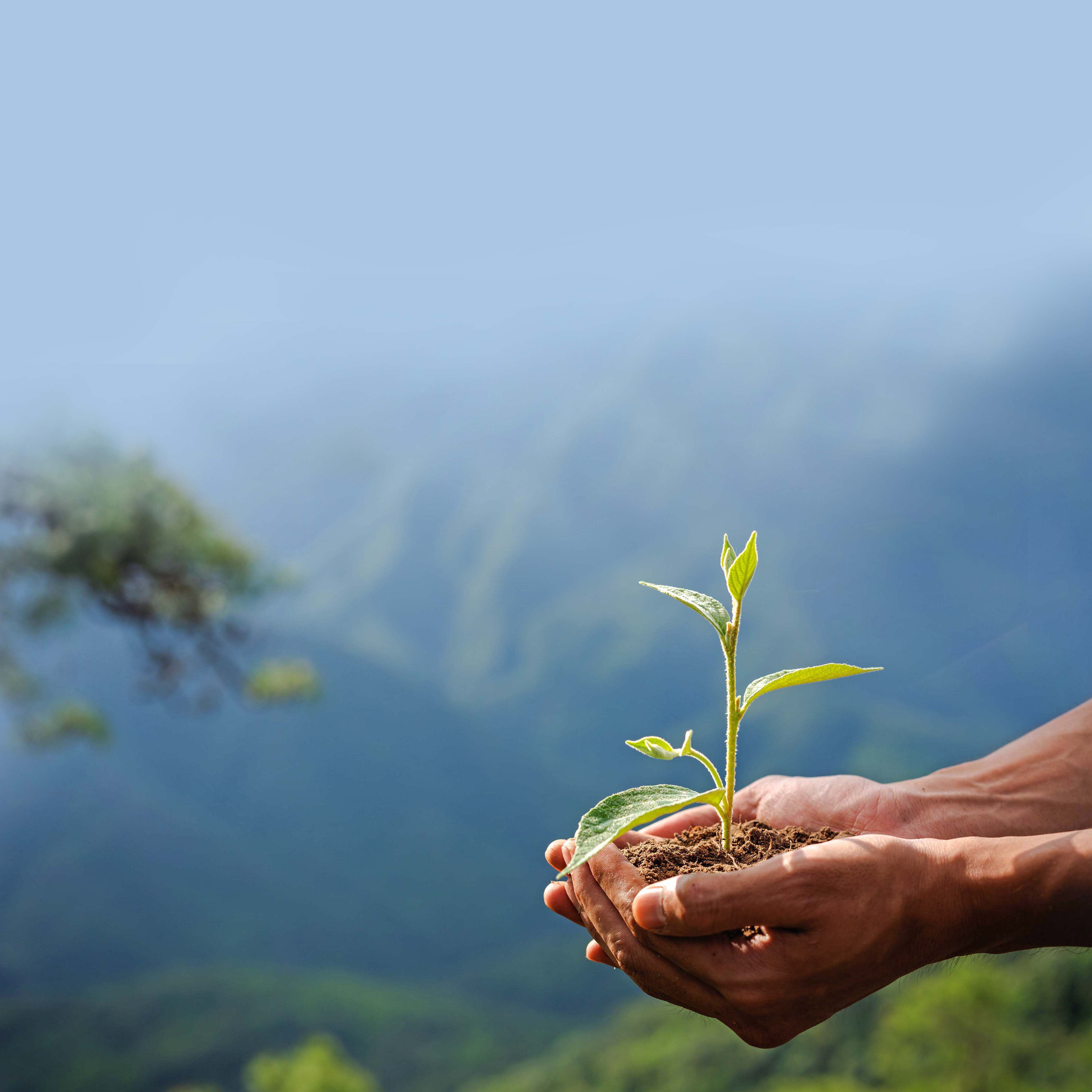 hand cupping soil with young plant with mountains in the background