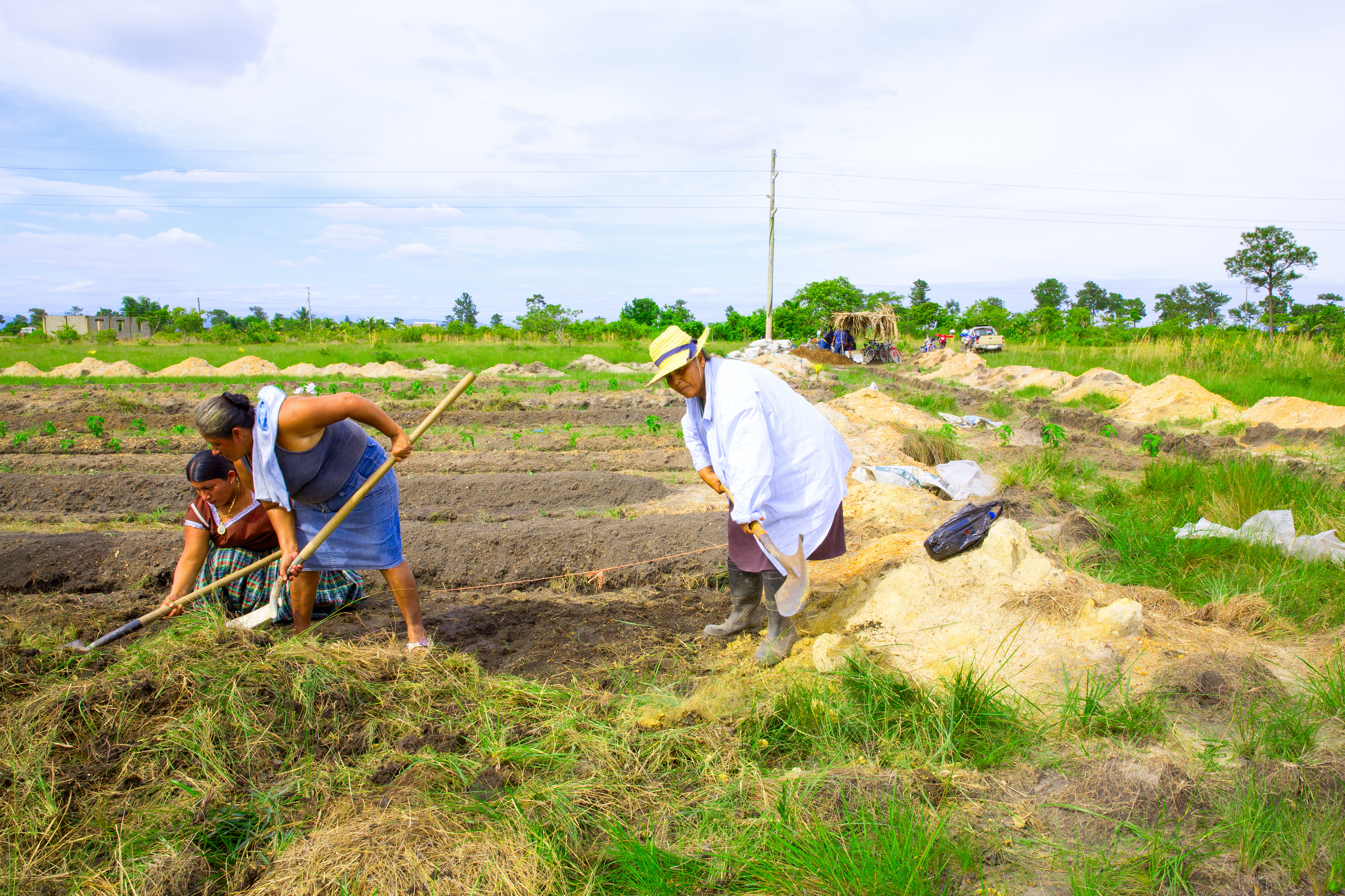 women in purple and white shirts farming in field