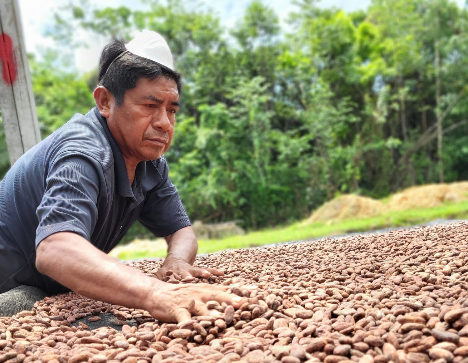 Belize’s cacao industry to expand exports and improve livelihoods through Standby Facility project 