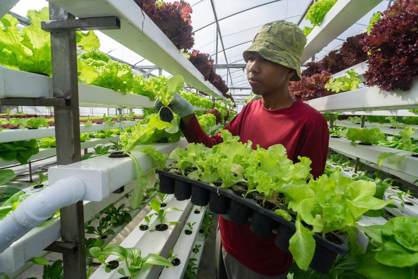 Man in red shirt and floppy hat tending to plants in aquaponic farm