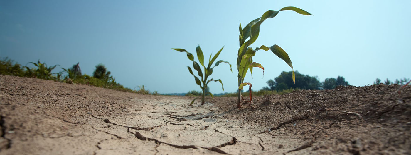 two small corn stalks sprouting out of dry, cracked earth with visible heat damage to the leaves