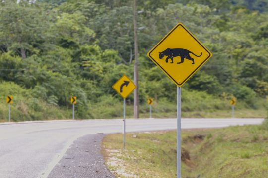 Jaguar crossing sign on a highway.