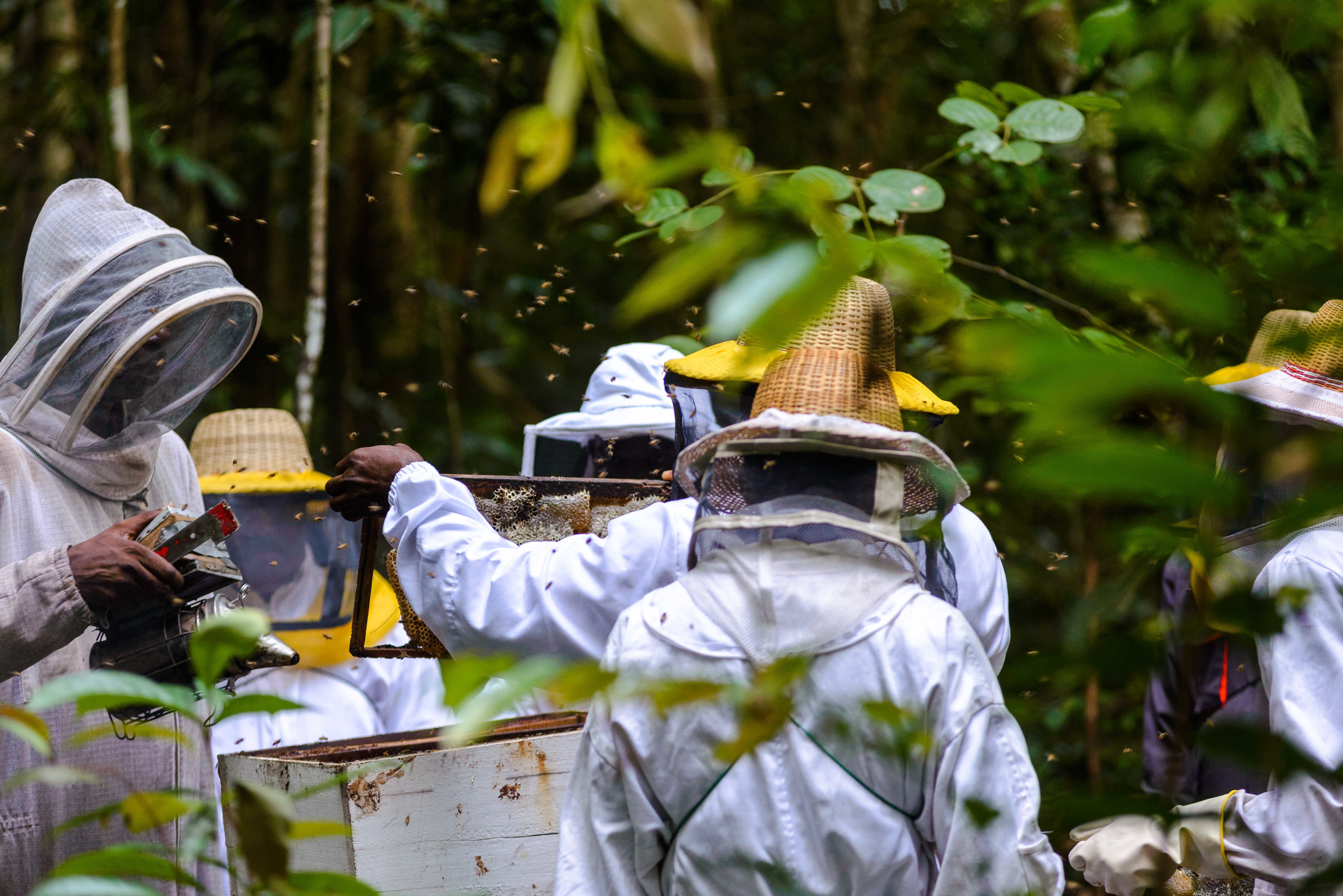 Participants learn, during a training session, how to safely remove honey from hives.
