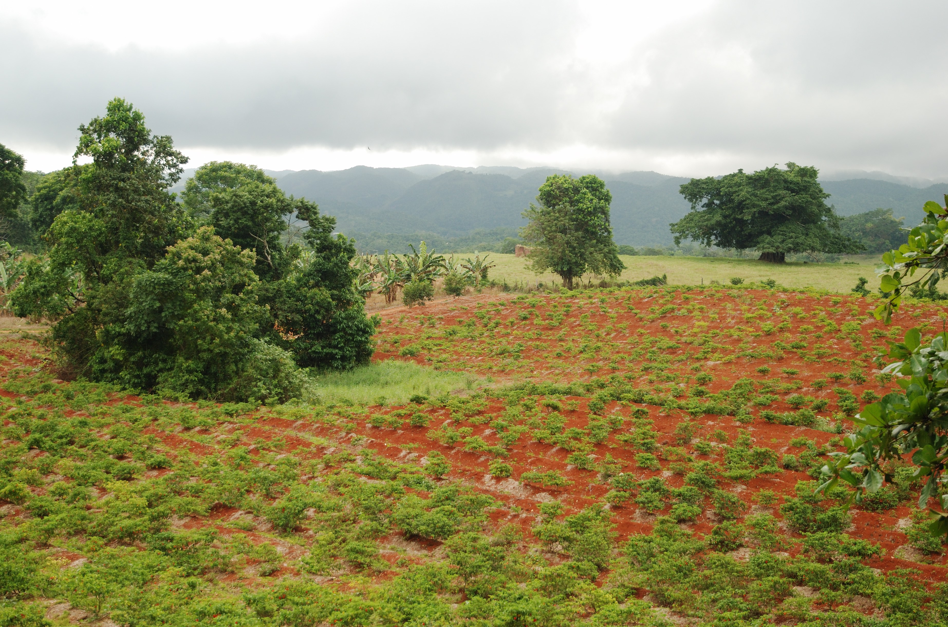 Agriculture field in Jamaica
