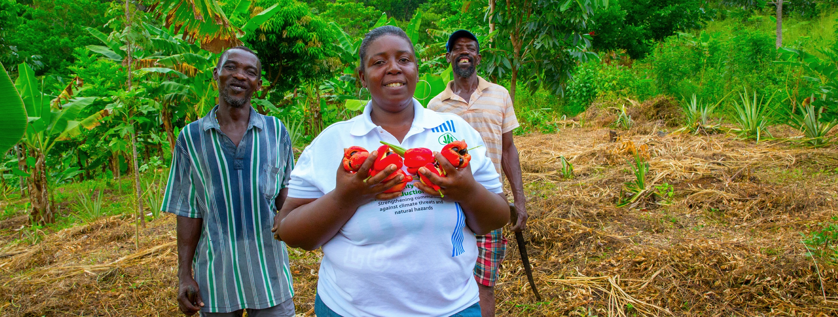 People cultivating peppers