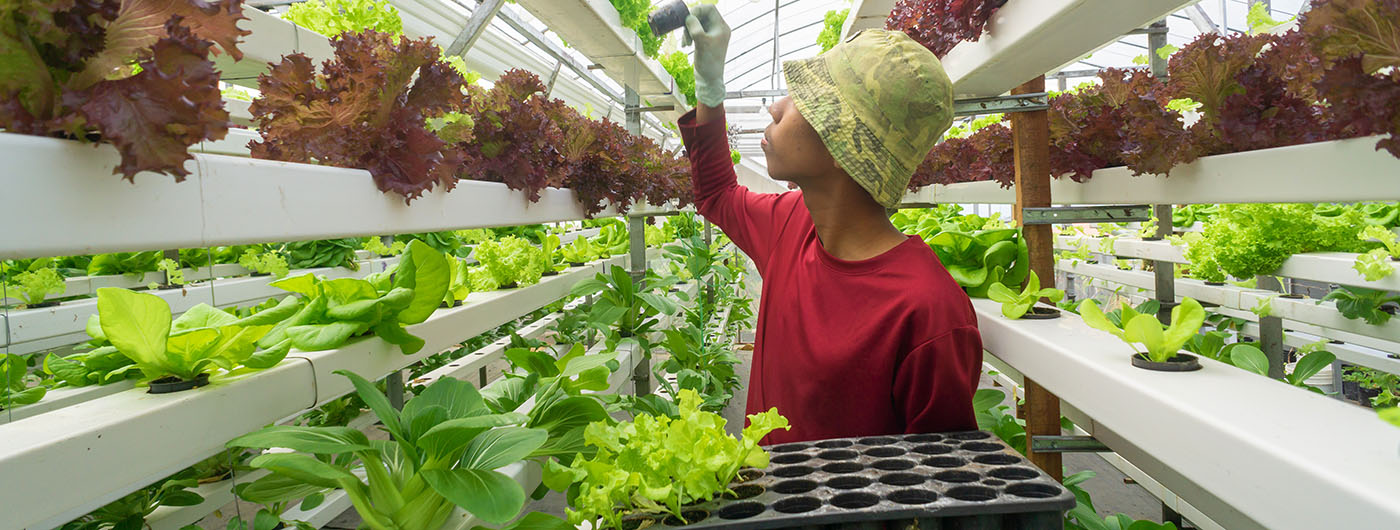 young man working in modern hydroponic organic farm