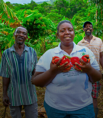 People cultivating peppers