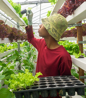 Young man working in modern organic hydroponic farm