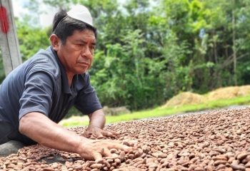 Belize’s cacao industry to expand exports and improve livelihoods through Standby Facility project 