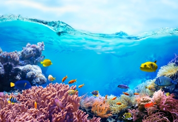underwater image with fish and coral