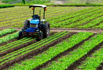 Blue tractor working in a field with rows of green crops under bright daylight