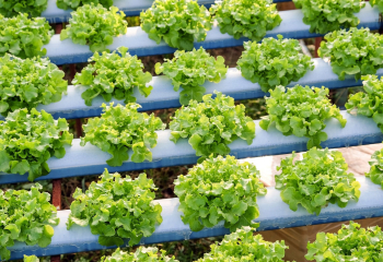 Rows of fresh green lettuce growing in a hydroponic system with blue support structures.