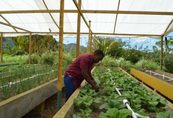Man in red plaid shirt in aquaponics greenhouse checking crops