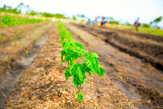 row of young plants growing in a field