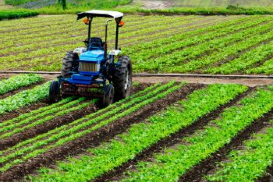 Blue tractor working in a field with rows of green crops under bright daylight
