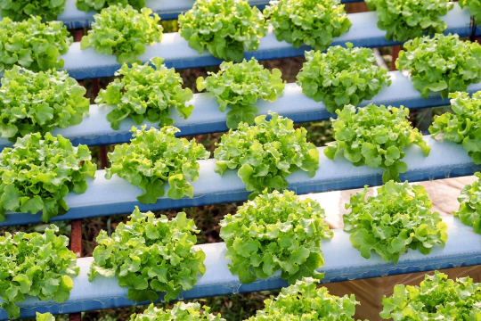 Rows of fresh green lettuce growing in a hydroponic system with blue support structures.